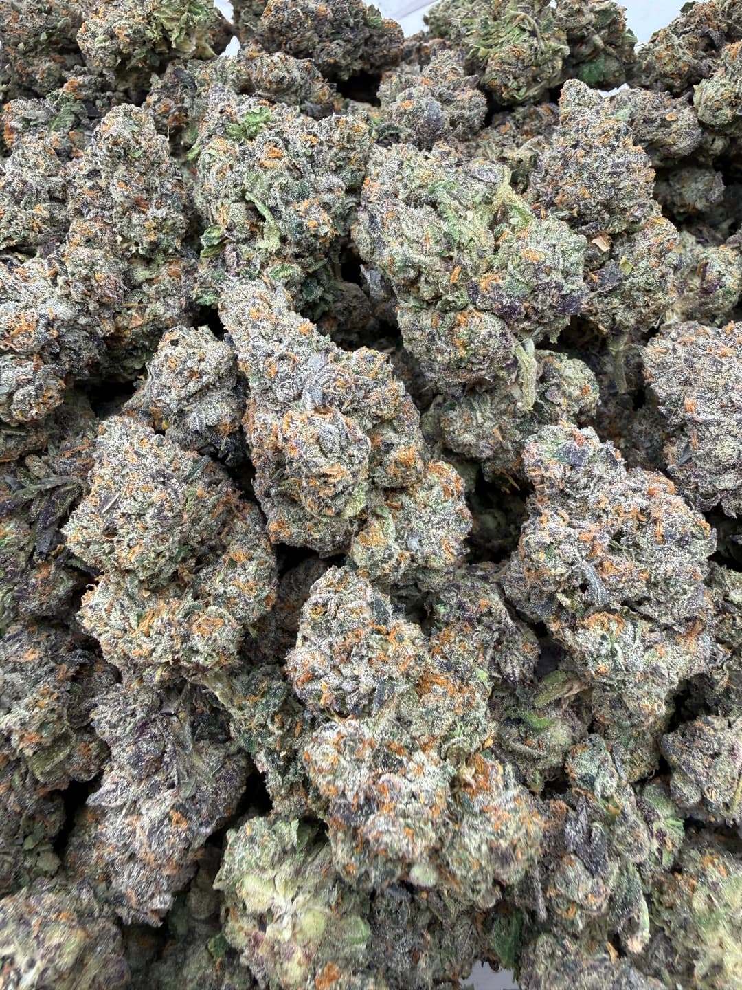 SS34- Bacio Gelato