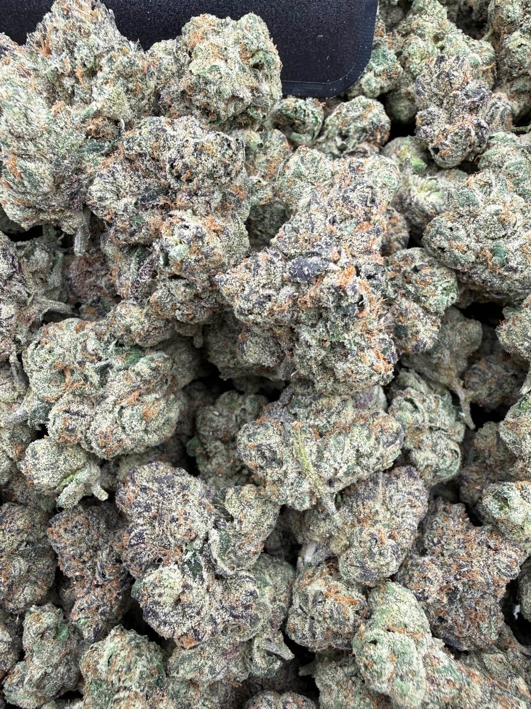 SS21 - Gelato Lemons