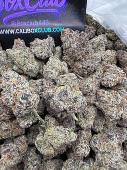 SS24 - Cherry Burst thumbnail 1